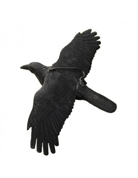 Vliegende lokkraai geflockt groot