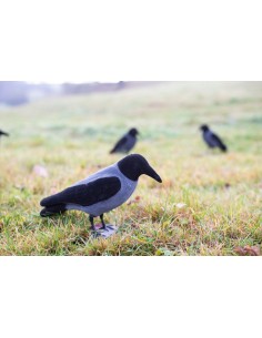 Lokvogel bonte kraai