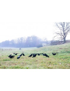 Lokvogel bonte kraai 2
