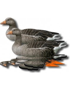 Lokvogel gans FUD Grauwe gans