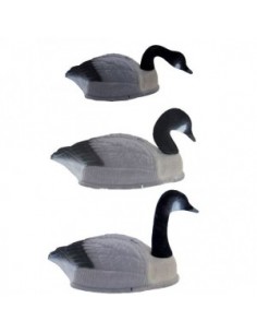 Lokvogel gans- Canada gans...