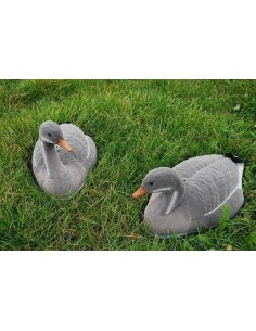 Lokvogel grauwe gans...